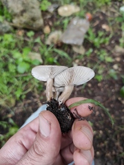 Lyophyllum littorale