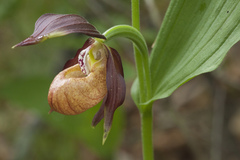 Cypripedium shanxiense