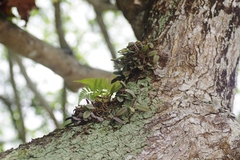 Bulbophyllum purpurascens