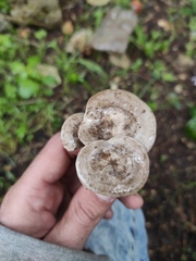 Lyophyllum littorale