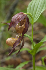 Cypripedium shanxiense