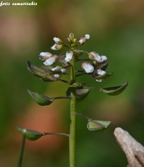Noccaea perfoliata