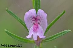 Misopates orontium orontium