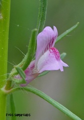 Misopates orontium orontium