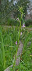 Misopates orontium orontium