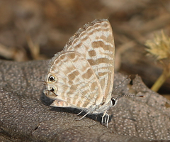 Leptotes plinius plinius