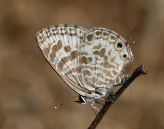 Leptotes plinius plinius