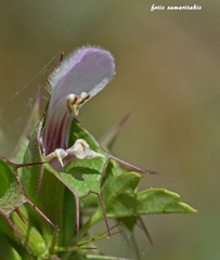 Moluccella spinosa