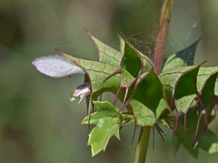 Moluccella spinosa