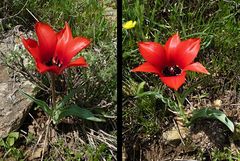 Tulipa fosteriana