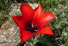 Tulipa fosteriana