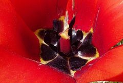 Tulipa fosteriana