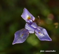 Moraea mediterranea