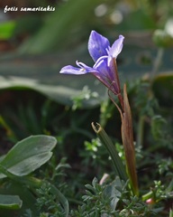Moraea mediterranea