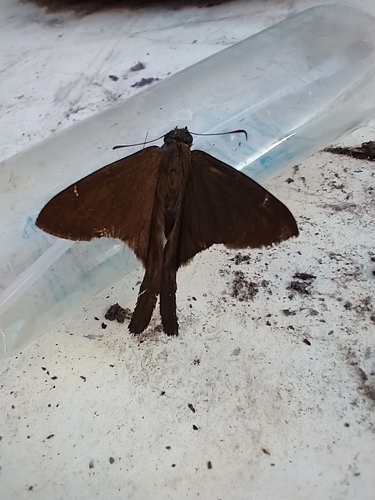 Brown Longtail photo 3