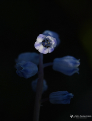 Muscari parviflorum