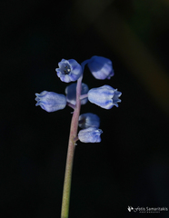 Muscari parviflorum