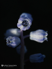 Muscari parviflorum