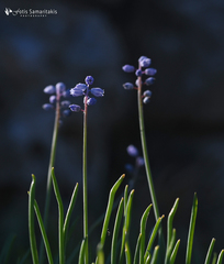 Muscari parviflorum