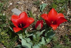 Tulipa fosteriana