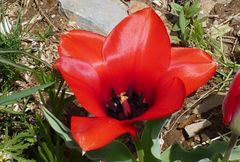 Tulipa fosteriana