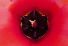 Tulipa fosteriana