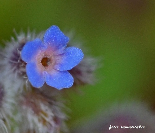 Dichte vergeet-mij-nietje (Myosotis congesta)