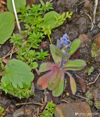 Myosotis congesta