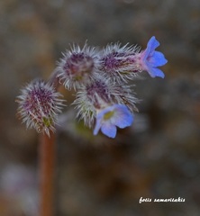 Myosotis congesta