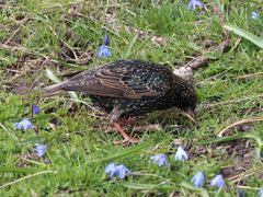 Sturnus vulgaris
