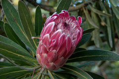 Protea compacta × susannae