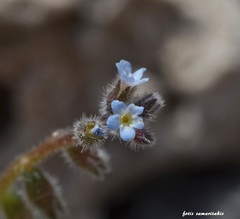 Myosotis refracta refracta