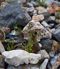 Myosotis refracta refracta