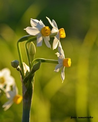 Narcissus tazetta tazetta