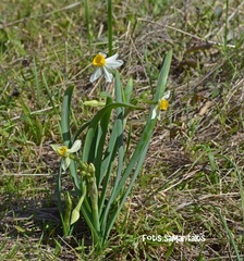 Narcissus tazetta tazetta