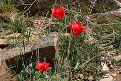Tulipa fosteriana