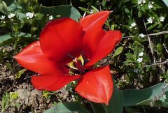 Tulipa fosteriana