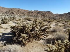 Cylindropuntia wolfii