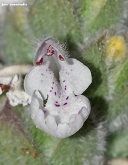 Nepeta scordotis