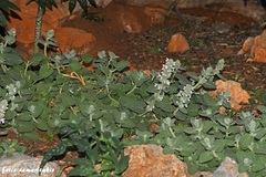 Nepeta scordotis