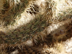 Cylindropuntia wolfii