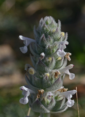 Nepeta scordotis