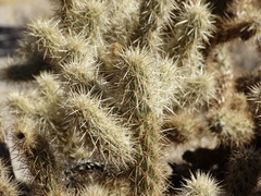 Cylindropuntia wolfii