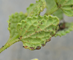 Nepeta sphaciotica