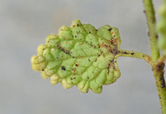 Nepeta sphaciotica
