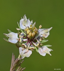 Nigella doerfleri