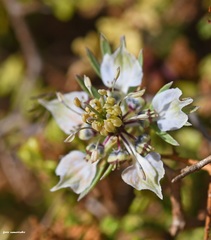 Nigella doerfleri