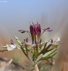 Nigella doerfleri