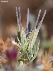 Nigella doerfleri