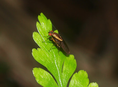 Allophylopsis